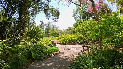 footage on a footpath in a garden with lush green trees and flowers at Huntington Library and Botanical Gardens in San Marino