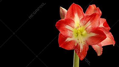 Amaryllis Time-lapse