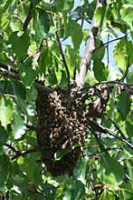 Bee swarm