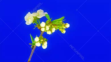 Heart of cherry flowers FullHD