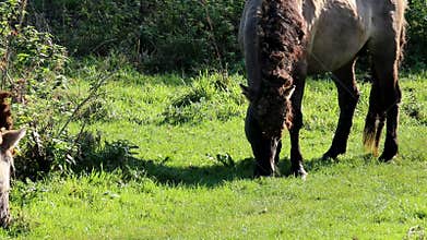 Grazing Konik horses, Bisonbaai, Netherlands