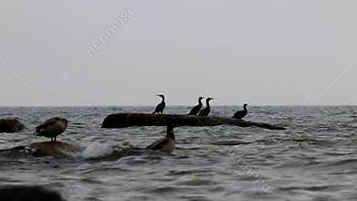 Ducks and cormorants in East Sea, GÃ¶hren, Germany