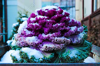 Ornamental Cabbage