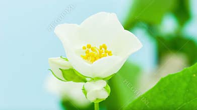 Jasmine Flower Opening Timelapse