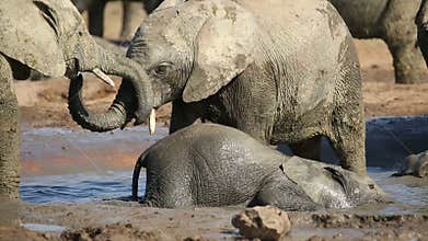 Playful African elephant calves