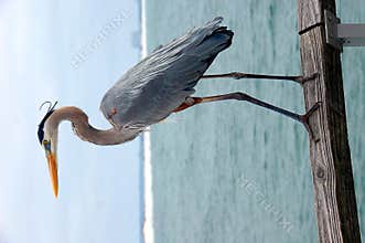 Great Blue Heron
