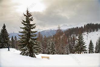 The view of snowy forest in mountains