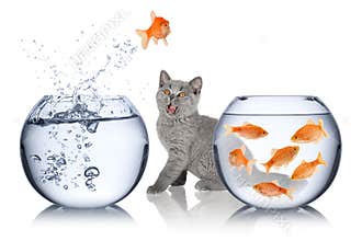 Fish escape concept