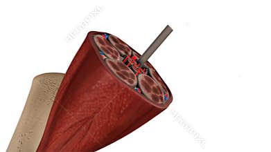 Muscle tissue