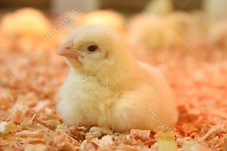 Chickens