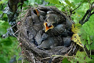 Baby birds in their nest