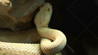 Venomous Pit Viper
