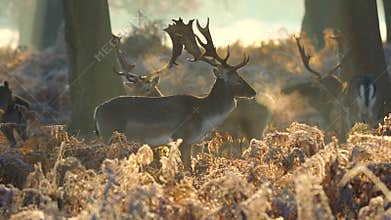 Fallow deer