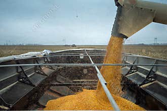 Combine throws in the harvested grain truck
