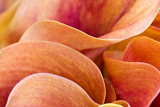 Abstract Flower petals