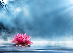 Spirituality zen with waterlily