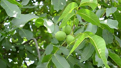 Green Walnuts in Tree