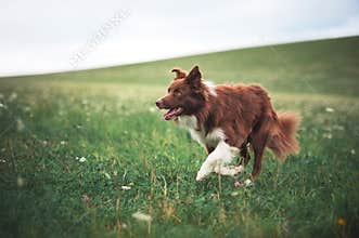 Red border collie dog running in a meadow
