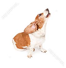 Basset Hound Dog Howling - Extracted