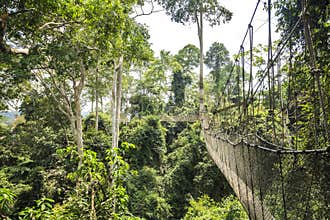 Canopy walkway in Kakum National Park, Ghana, West Africa