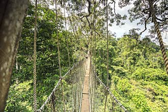 Canopy walkway in Kakum National Park, Ghana, West Africa
