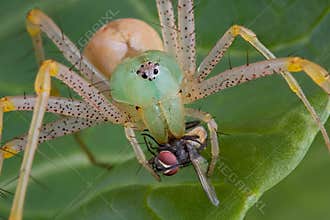 Lynx spider with fly