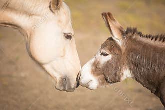Horse and miniature donkey touch noses