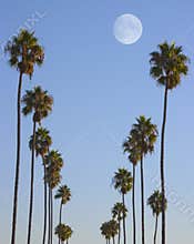 Hollywood Paradise