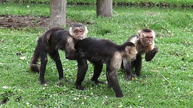 Monkeys, Primates, Zoo Animals, Wildlife, Nature