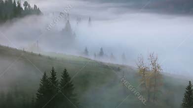 Fog on the Mountain Pasture