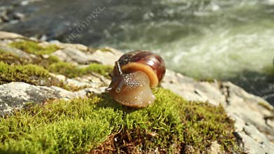 Snail slowly creeping macro close-up
