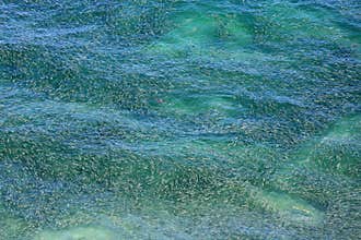 Aerial view of a school of bait fish