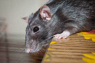 Rat pet