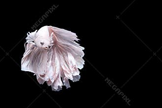 Siamese fighting fish , betta isolated