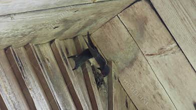 A swallow builds a nest under the roof of a wooden rural house.