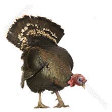 Turkey