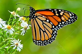 Monarch - Danaus plexippus
