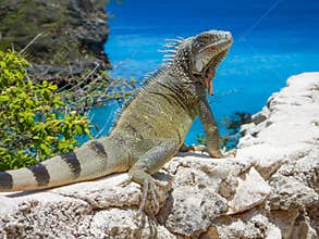 Iguana and the sea