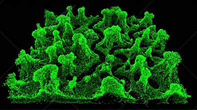 Bacterial Biofilm Architecture Confocal Laser Scanning Microscopy