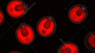 Microalgae Chlamydomonas Chlorophyll Autofluorescence Confocal