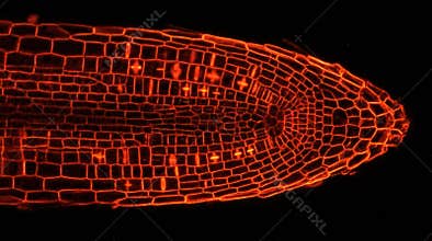 Plant Root Tip Meristem Cell Division Confocal Imaging