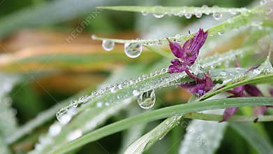 Dew drops on flower and grass