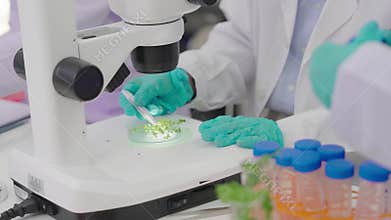 Laboratory quality control testing by food scientists and microbiologists involves analyzing vegetable samples