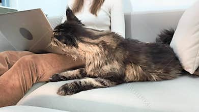 Woman works on laptop while maine coon cat sniffs device
