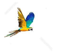 Colourful flying parrot