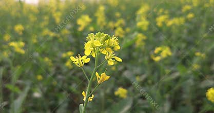 Blooming Mustard Field in Rural India