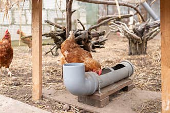 Brown chickens feeding at tube feeder under wooden shelter coop
