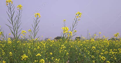 Blooming Mustard Field in Rural India