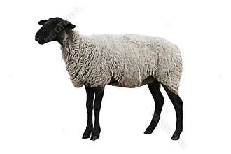 Black Sheep with path