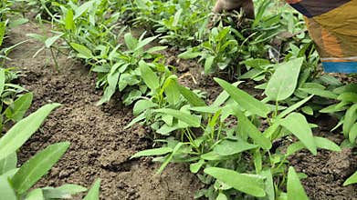 Close Up Of Farmer Hand Weeding Crops In Bangladesh